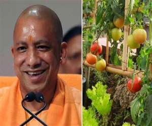 UP के बुंदेलखंड के लोगों के लिए योगी सरकार लाई खास योजना, अब कम रेट में मिल सकेंगी पौष्टिक सब्जियां