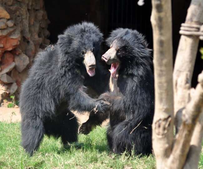 ncr crowd of spectators gathered in delhi zoo on second day