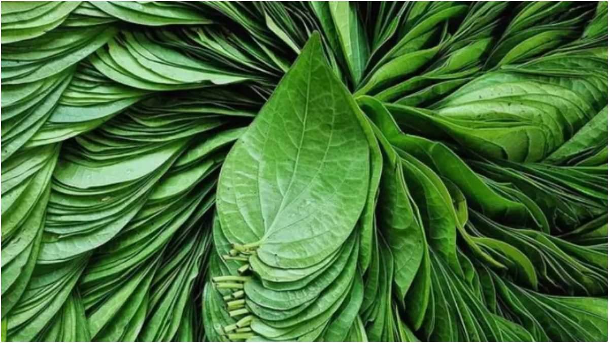 पान Paan paan betel leaf benefits uses side effects home remedies types