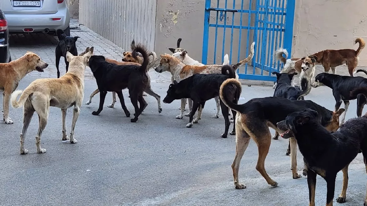 Fatehabad News: एक कुत्ते को पकड़ने के लिए मांगे 1500 रुपये, नगर परिषद ने एजेंसी को रुपये कम करने के लिए लिखा पत्र