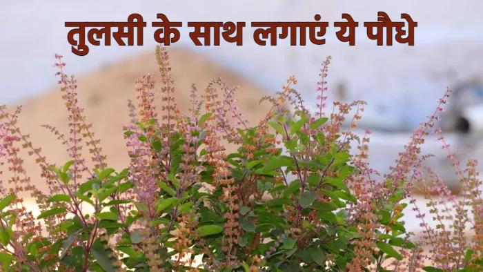 Lucky Plant for Home लाभ के लिए तुलसी के साथ लगा सकते हैं ये पौधे।