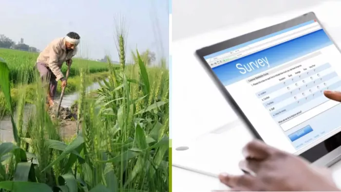 आरा में किया जा रहा Digital Crop Survey। (सांकेतिक फोटो जागरण)