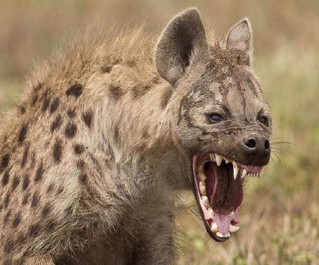 Hyena Attack In UP बांदा में लकड़बग्घे के हमले से तीन महिलाएं घायल, दो