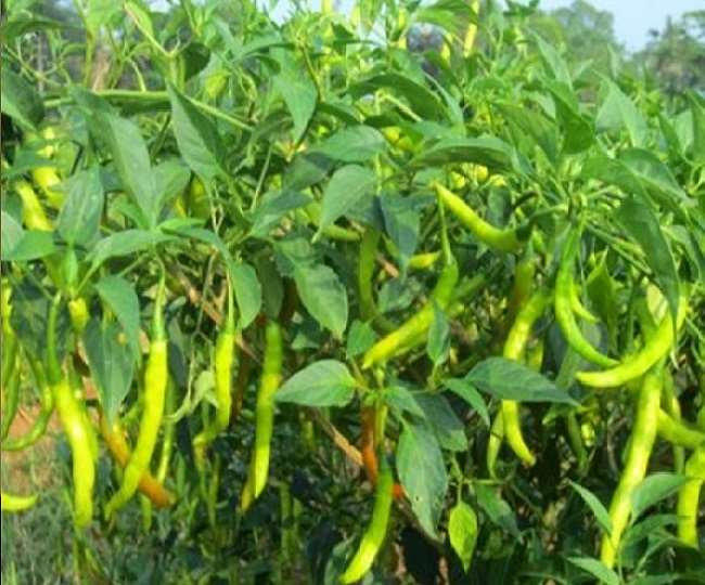 मिर्च उत्पादन में तेलंगाना व आंध्र की हिस्सेदारी लगभग 55 फीसद से अधिक