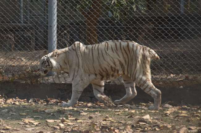 bokaro news lone tigress dies in bokaro zoo