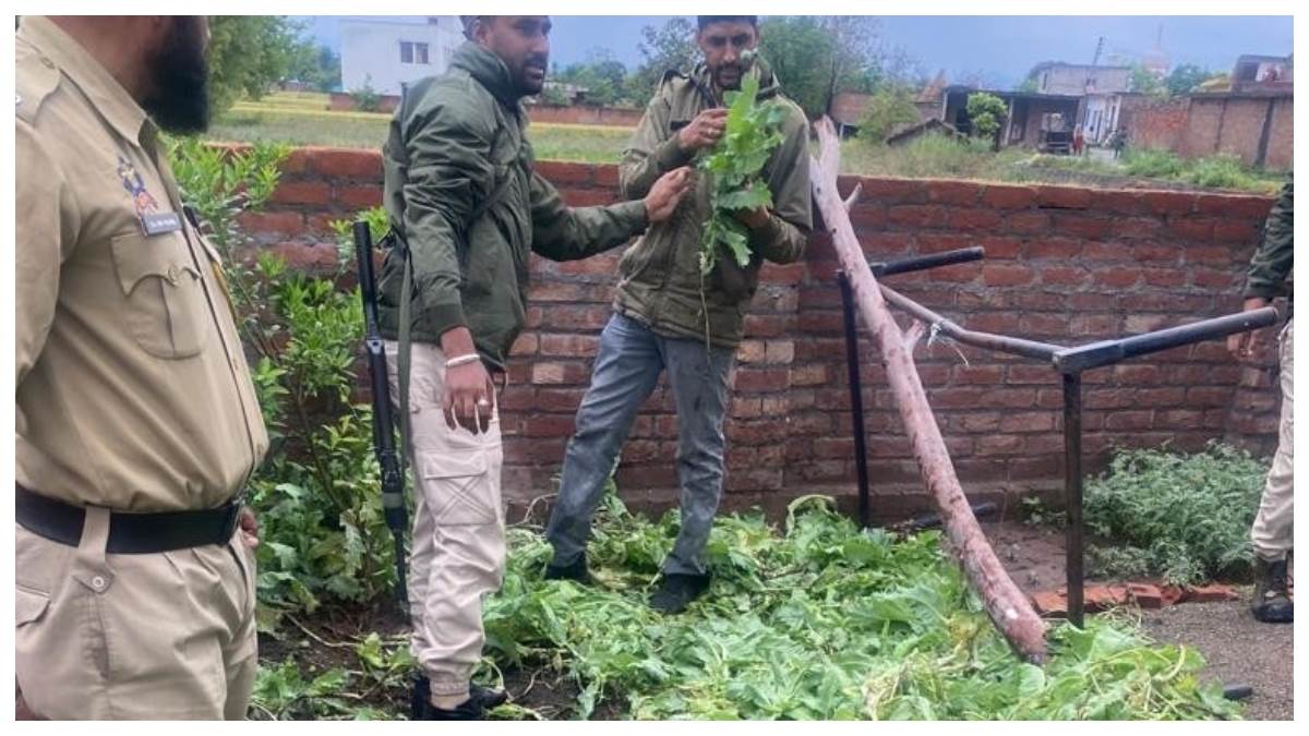 kathua news opium cultivation destroyed by police one arrested