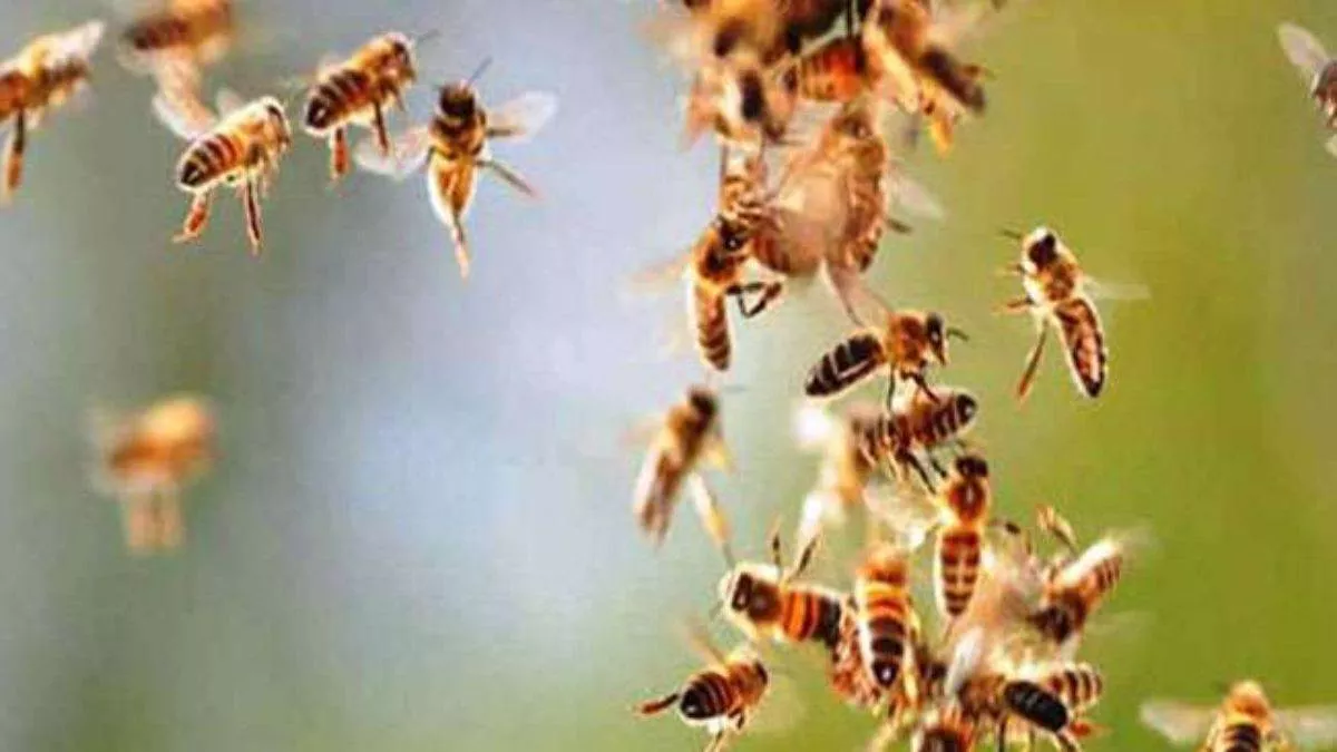 Haryana News: मधुमक्खियों के हमले से 40 विद्यार्थी घायल, करीब 11 किलोमीटर दूर अस्पताल तक किया पीछा; फिर...
