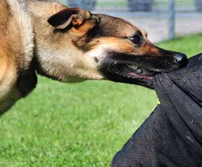 bareilly news dog terror in bareilly mad dog bited five people railway employees became victims of terror