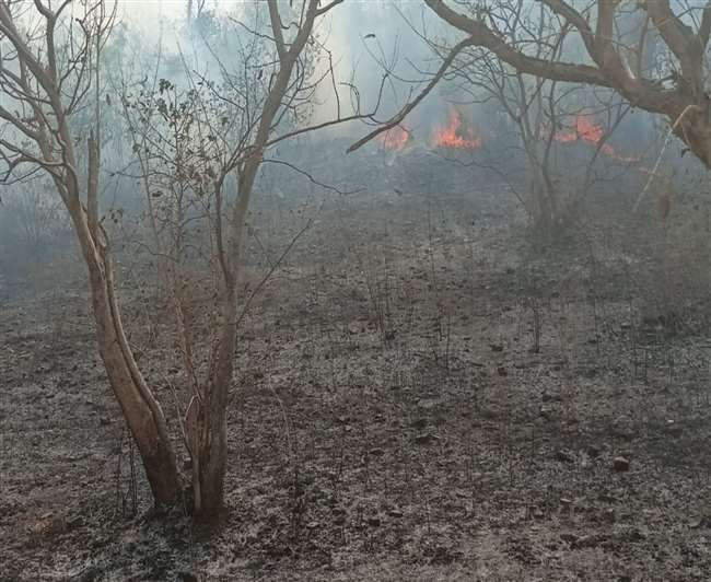 fire in salkhan fossils park in sonbhadra district