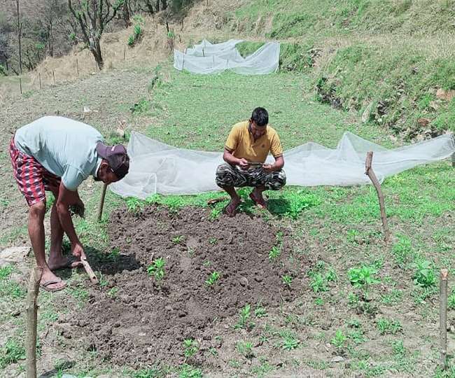 पिथौरागढ़ के घोस्‍ट विलेज मटियाल काे दिल्ली से लौटे दो युवाओं ने फिर कर दिया आबाद, देखें तस्वीरें - Ghosh Village Matial of Pithoragarh was re populated by two youths dinesh ...