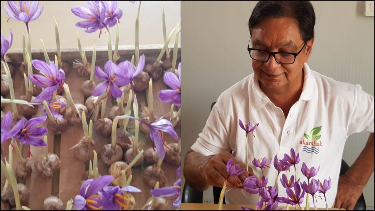ncr saffron can be grown in room of 100 square feet without soil and chemicals know how