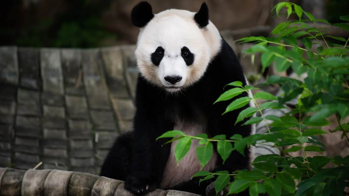 https://www.jagranimages.com/images/newimg/02052024/02_05_2024-us_china_panda_23709323.jpg