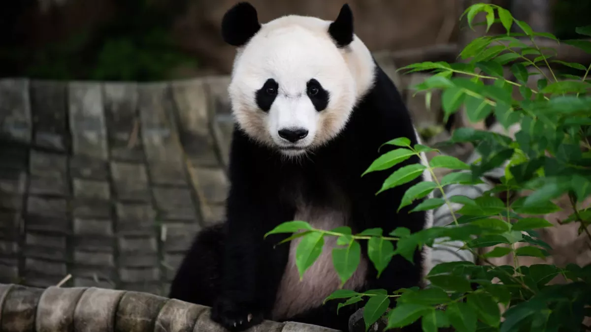 US-China Relations: चीन अमेरिका के बीच फिर से शुरू हो रही 'पांडा कूटनीति', दो बड़े पांडा जाएंगे सैन डिएगो जू