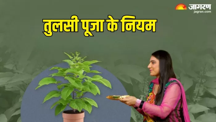 भूलकर भी न करें तुलसी से जुड़ी ये गलतियां