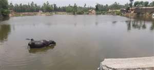 शाहपुर गाडा के ग्रामीण दशकों से राजवाहे के पानी से बचाए हैं तालाब की गरिमा