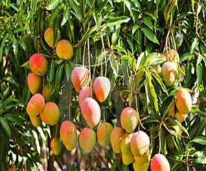 इस वर्ष चक्रवाती तूफानों का असर आम की फसल पर पड़ा है। - फाइल फोटो