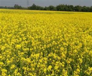 सरसों के तेल में मिलावट रोकने को कानून लागू होने जा रहा है।