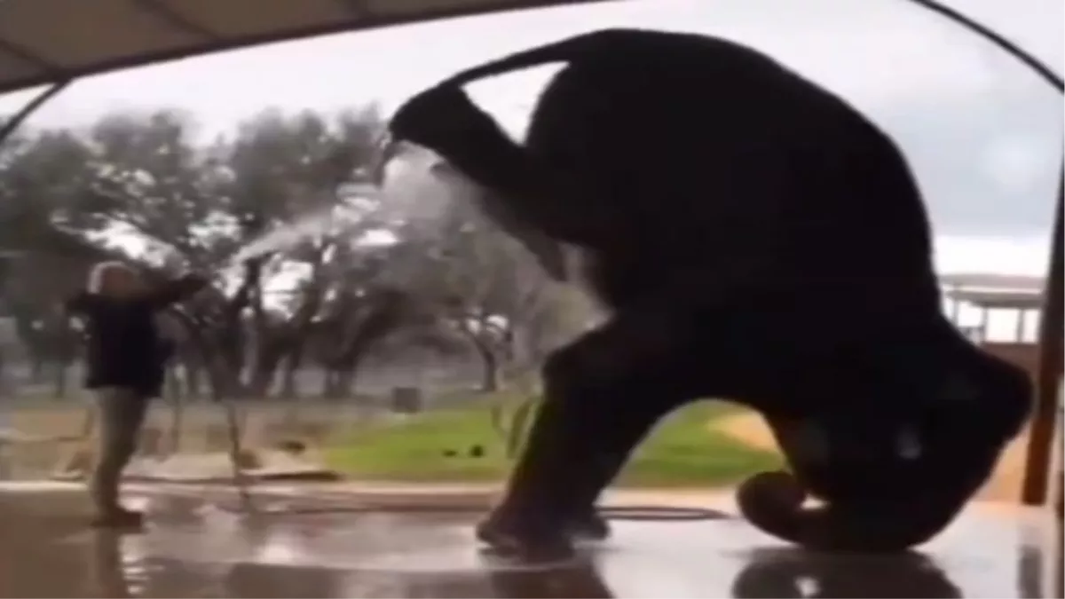 Viral Video  : हाथी ने सिर के बल खड़े होकर किया ऐसा कमाल, देखें हैरान करने वाला वीडियो