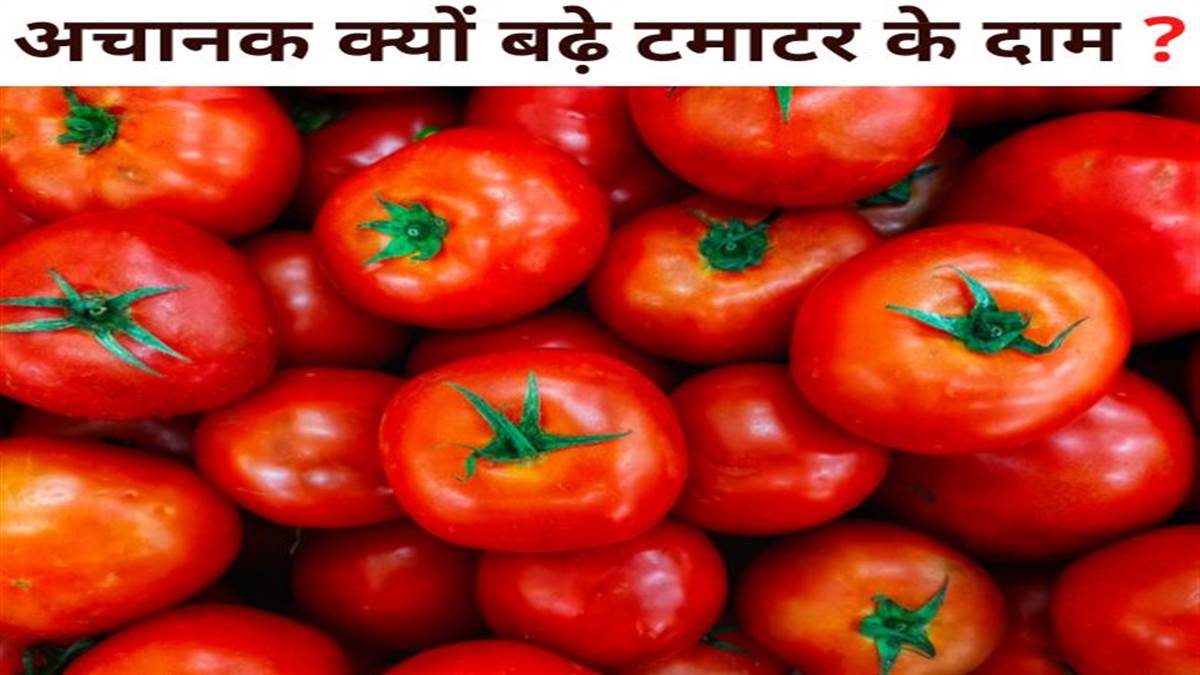 Tomatoes become more expensive than petrol, skyrocketing prices, know the price of your city Tomatoes become more expensive than petrol, skyrocketing prices, know the price of your city