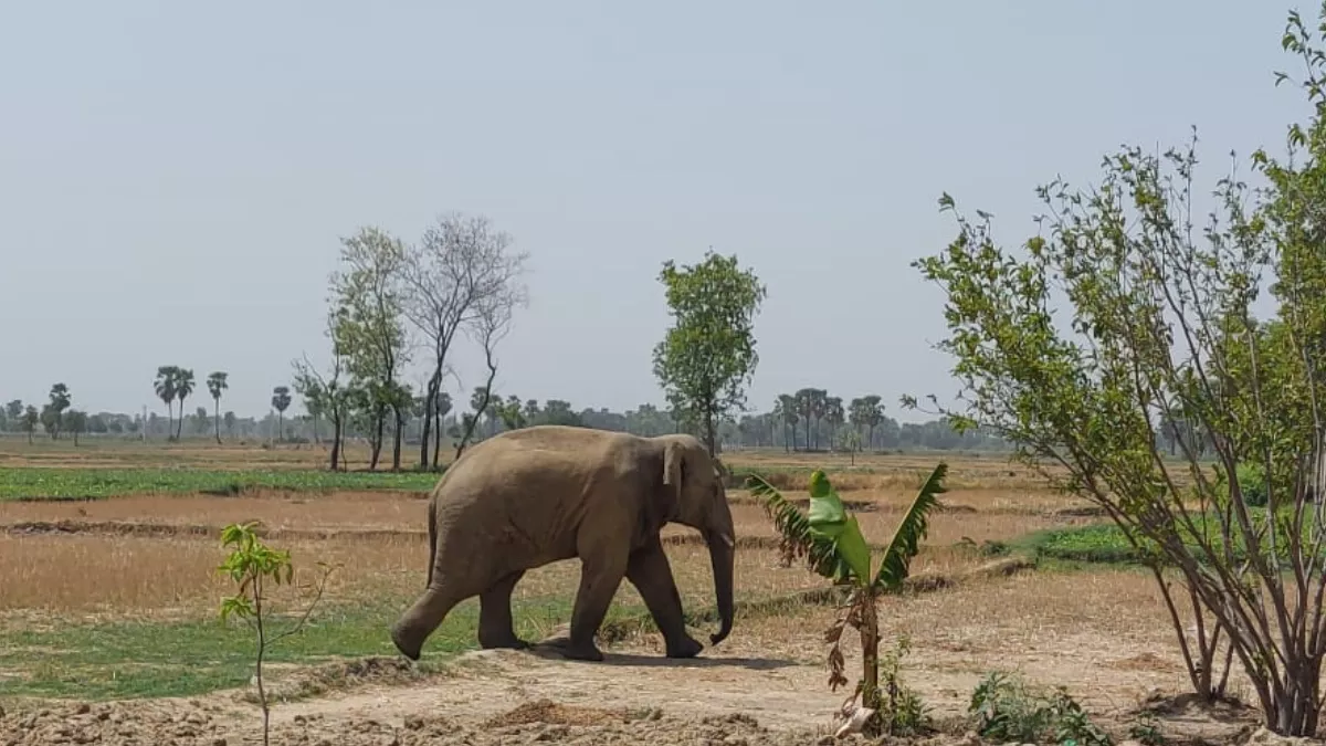 वारिसलीगंज में हाथी के अटैक से मरनेवाली वृद्धा के आश्रितों को मिले एक लाख, गज को पकड़ने बंगाल से आई स्पेशल टीम
