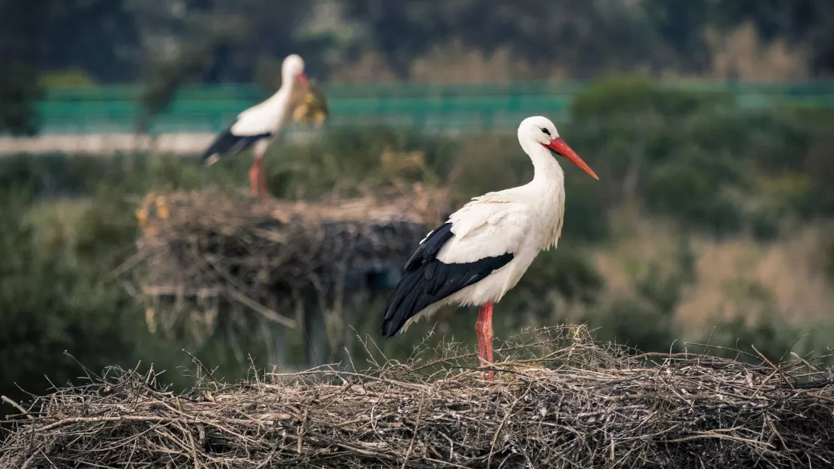 Famous Bird Sanctuaries: गर्मियों में घूमने के लिए बेस्ट हैं इंडिया की ये बर्ड सैंक्चुअरीज़