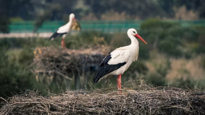 Famous Bird Sanctuaries: इंडिया की बेस्ट बर्ड सैंक्चुअरी