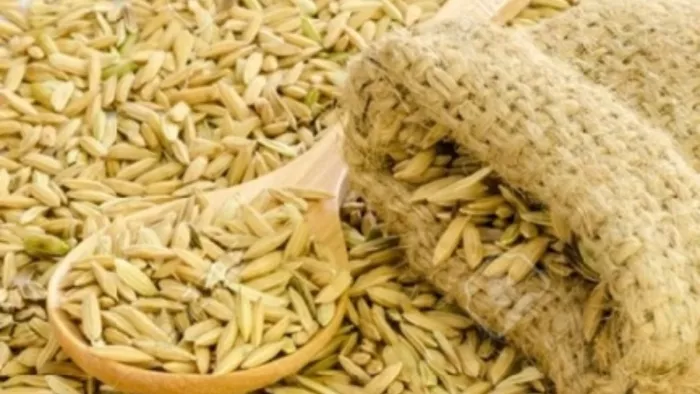 झारखंड के किसानों की बल्ले-बल्ले, 50 फीसदी अनुदान पर मिलेंगे धान के बीज