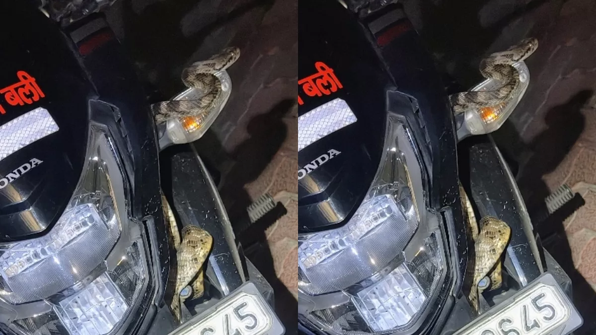 बाइक में घुसा 6 फीट लंबा स्नेक कैट सांप, सीट पर बैठते ही चालक के उड़ गए होश! फिर जो हुआ...