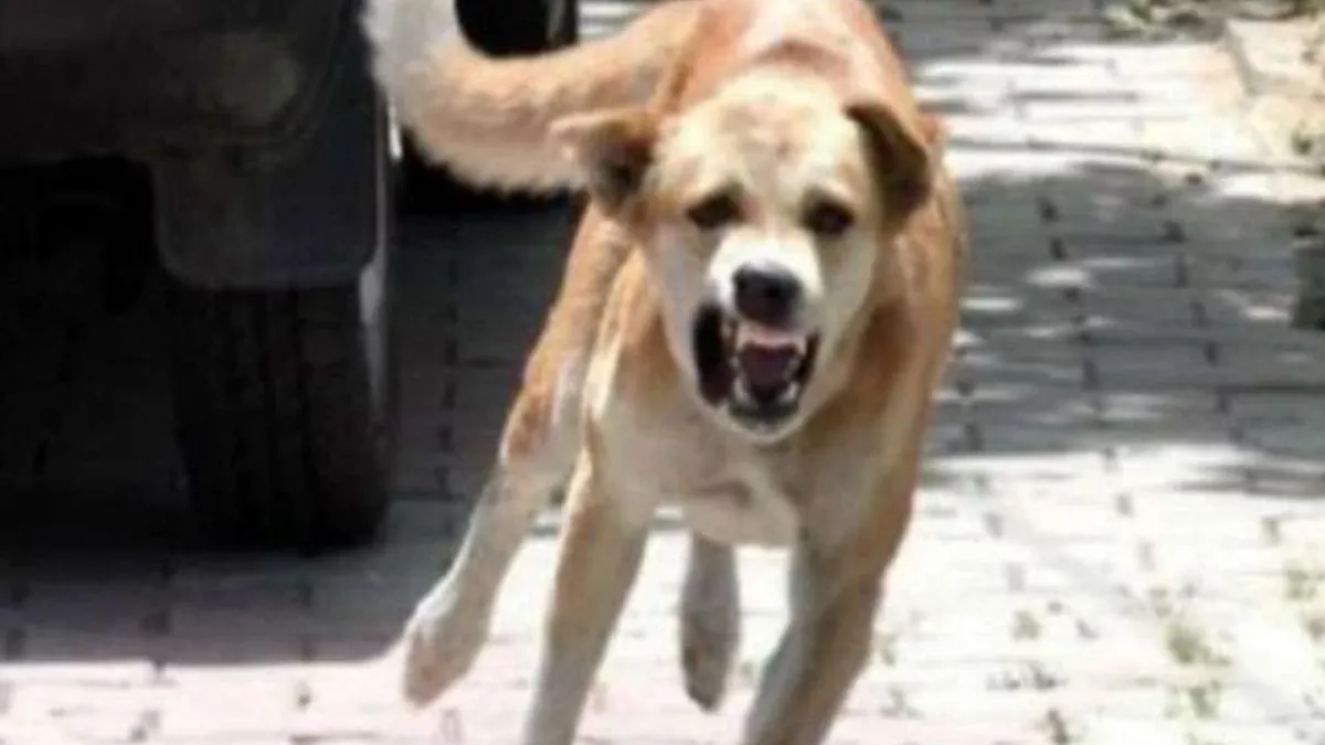 Stray Dogs: भीषण गर्मी में चिड़चिड़ाने लगे कुत्ते... पर्यटकों और रात में वाहन चलाने वालों को काट रहे