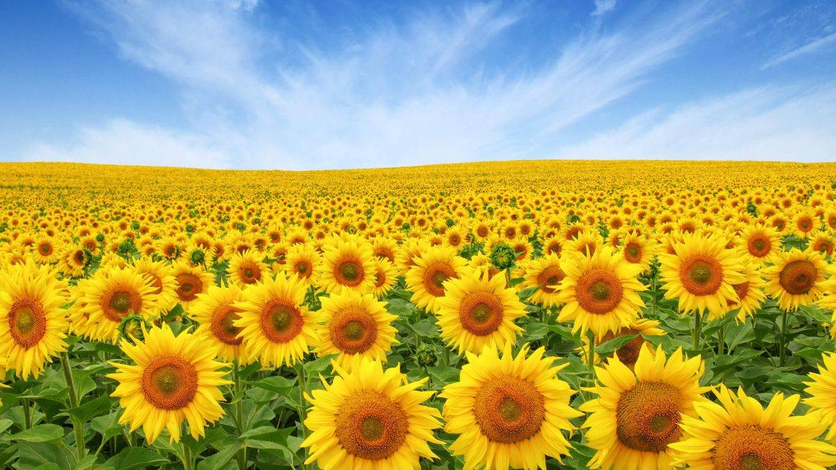https://www.jagranimages.com/images/newimg/02062025/02_06_2025-sun_flower_23954016.jpg