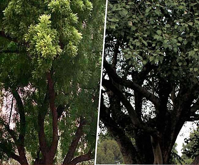 डायबिटीज, कैंसर और दमा के रोगियों के लिए रामबाण हैं ये वृक्ष, जानें- इनके औषधीय गुण - दैनिक जागरण (Dainik Jagran)