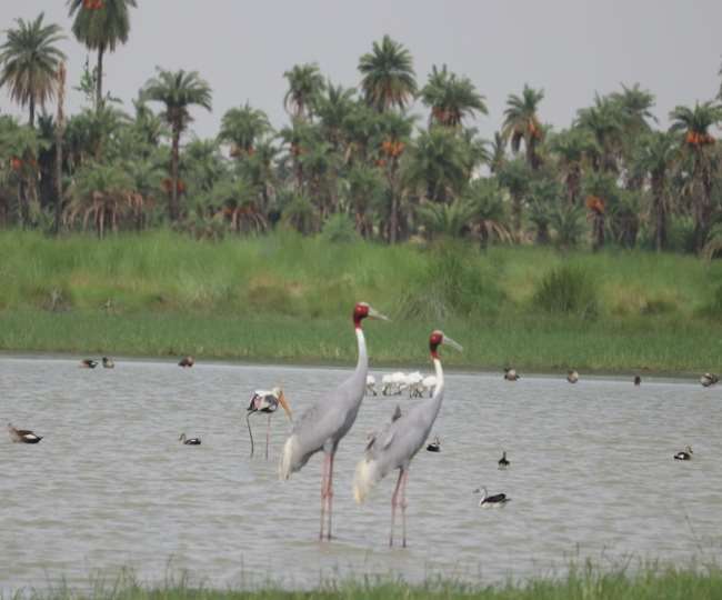 Van Mahotsav 2020: प्रकृति की गोद में तैयार हुआ मेहमानों का नया ठिकाना, आगरा आएं तो यहां जाना न भूलें