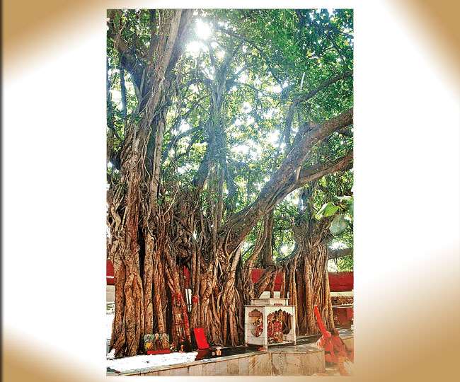 banyan tree is a treasure of medicine jagran special