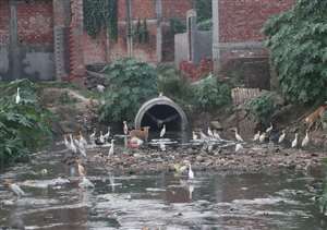 वाराणसी में नालों का मलजल गंगा और वरुणा नदी में समा ही रहा है।