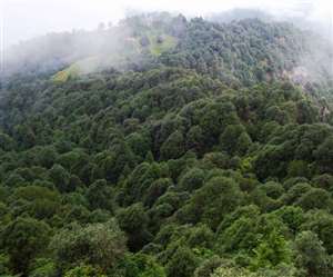 अब वन क्षेत्रों में होने वाले पौधारोपण के लिए जवाबदेही तय करने पर जोर दिया जा रहा है।
