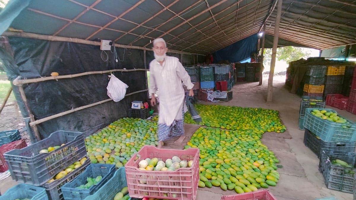 यमुनानगर में होती है बड़े पैमाने पर आम की खेती देशविदेश में मशहूर ये