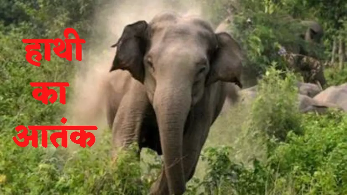Terror Of Elephant: ईचागढ़ में हाथियों का आतंक जारी, कई घरों का बनाया निशाना, स्थानीय लोगों में भय का माहौल