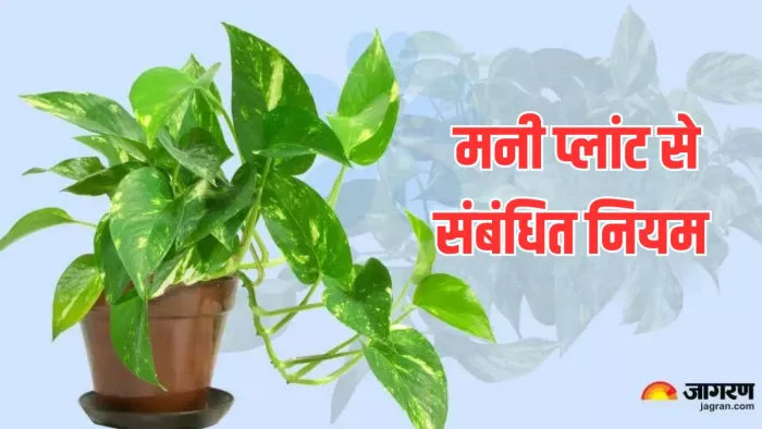 Money Plant: मनी प्लांट लगाने से वास्तु दोष होता है दूर।
