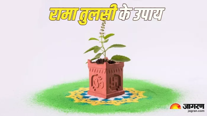 Rama Tulsi Upay समस्याओं को दूर करने के लिए आजमाएं रामा तुलसी के उपाय। (Picture Credit: Freepik)
