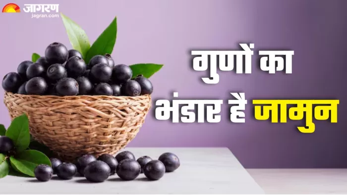 जामुन खाने से मिलेंगे फायदे अनेक (Picture Credit- Freepik)