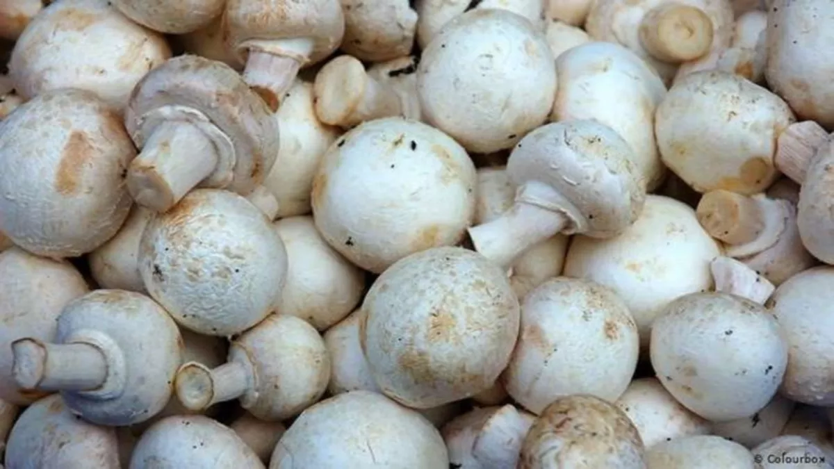 Mushroom Benefits: कोलेस्ट्राल को कम कर हार्ट अटैक से बचाता है मशरूम, छरहरा बनाने में भी मददगार
