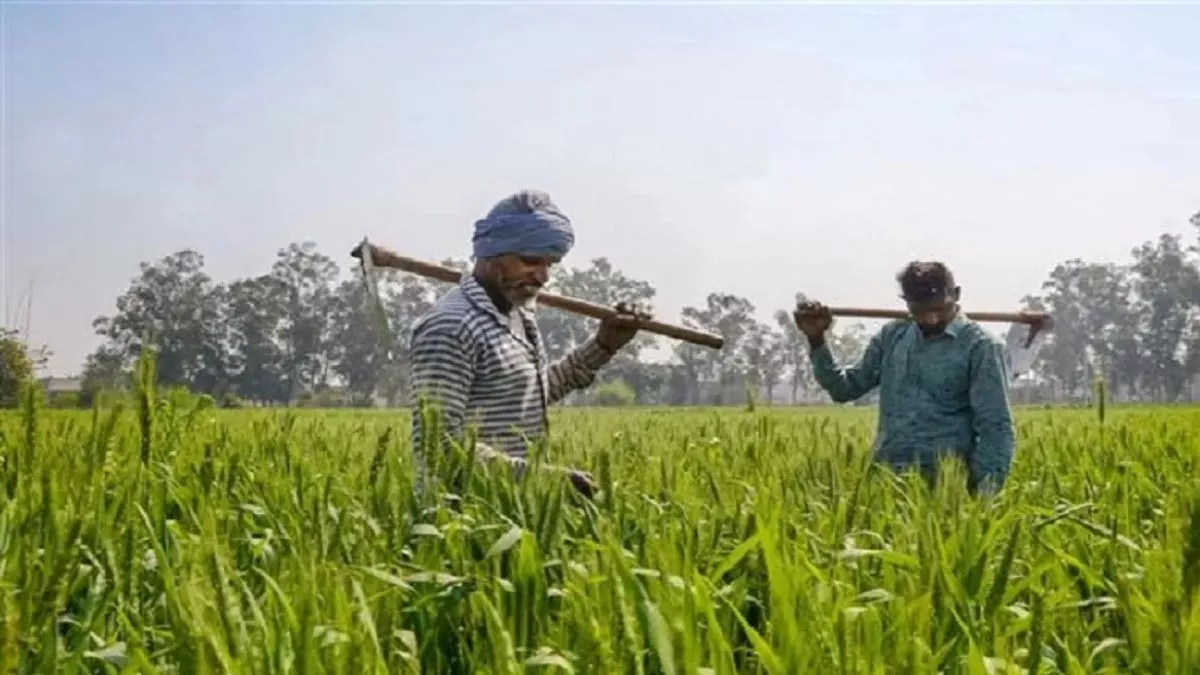 मौसम की अनियमितता ने बढ़ाई किसानों की टेंशन, तलाशना होगा नया फसल चक्र; कृषि विभाग की रिपोर्ट कर रही ये इशारा - Jamui news Irregularity of weather increased the ...