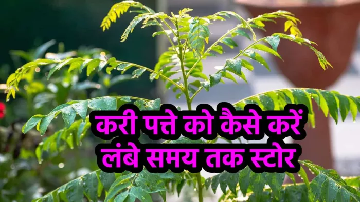 How to Store Curry Leaves: कैसे करें करी पत्तों को स्टोर