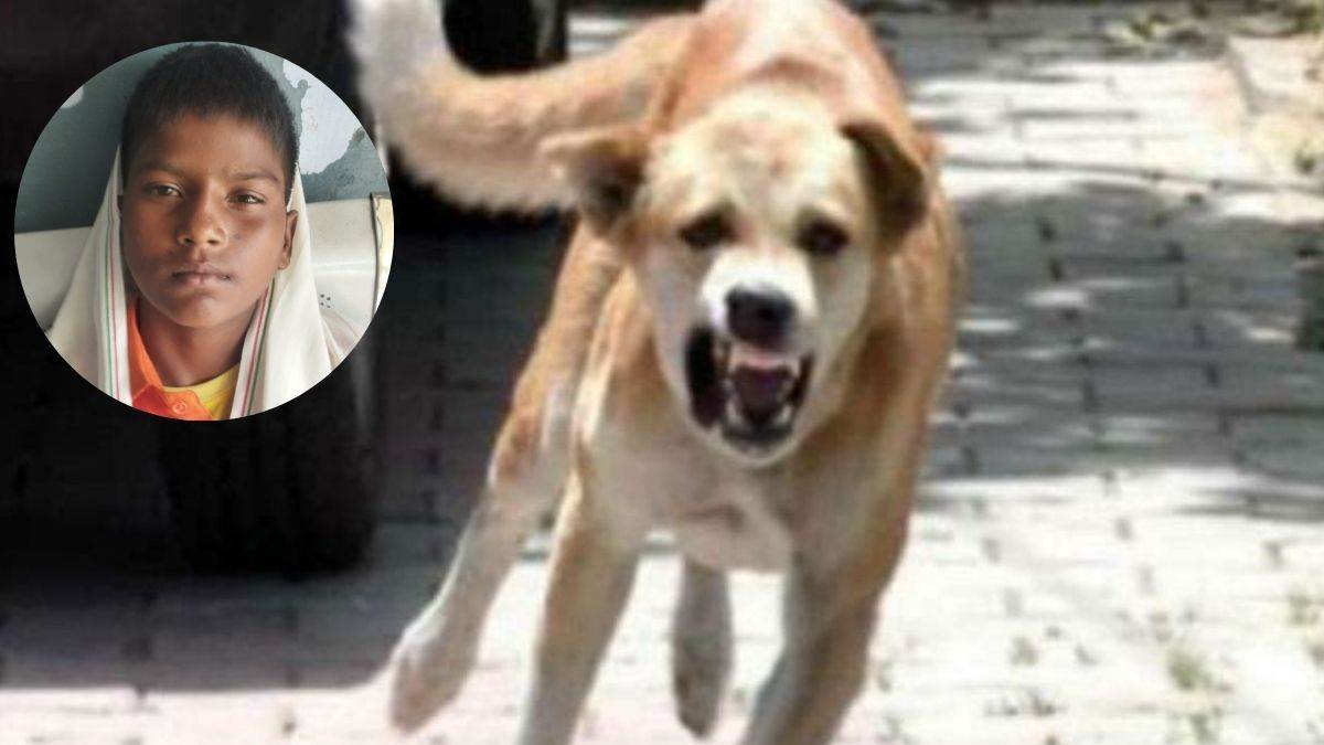 https://www.jagranimages.com/images/newimg/02082025/02_08_2025-dog_bite_amroha_24001399.jpg