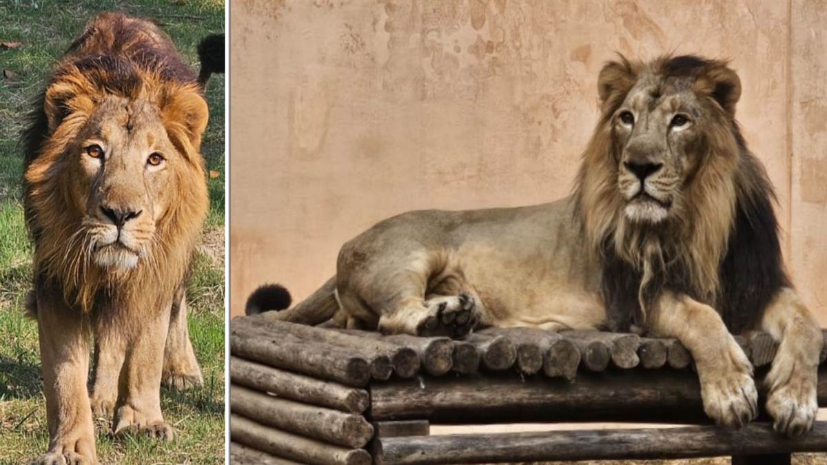 gujarat junagadh zoo demand ostriches from etawah safari park in exchange for two lionesses