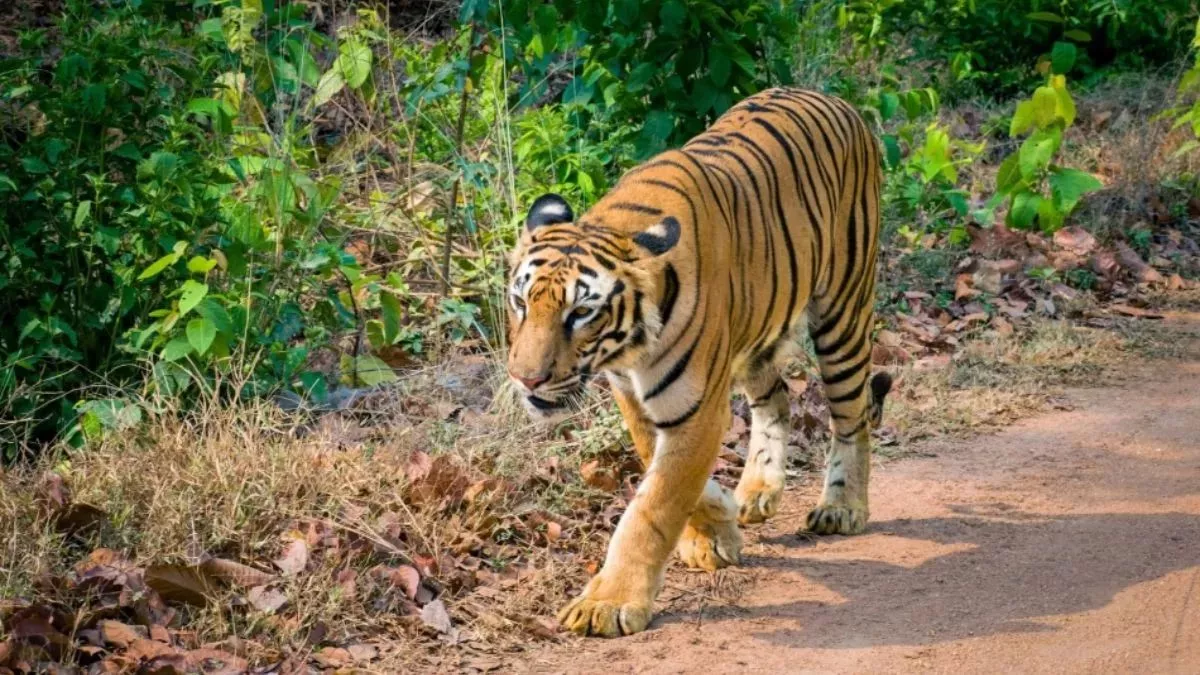 सावधान! बोकारो के इस गांव में घुस आया है बाघ, ग्रामीणों में डर का माहौल