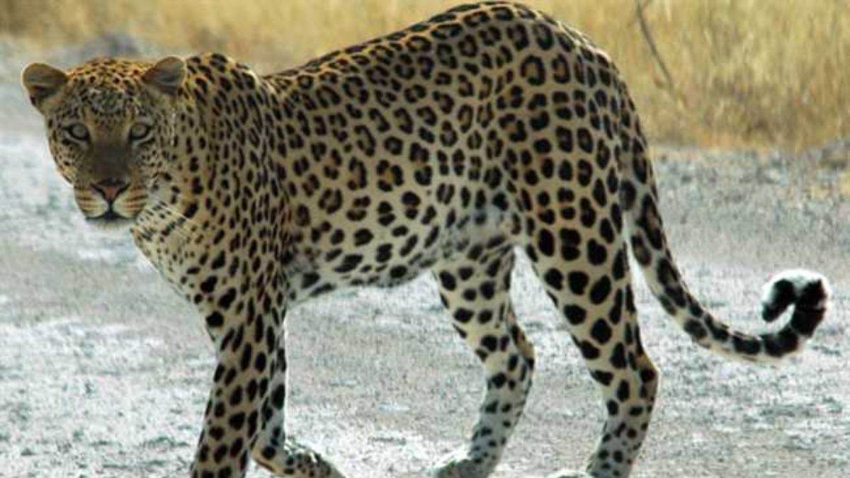 leopard attack leopard attacked the girl death came to visit nana house with mother on raksha bandhan
