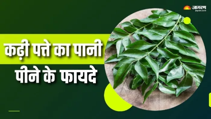 कढ़ी पत्ते के पानी से सेहत को मिलेंगे कई फायदे (Picture Courtesy: Freepik)