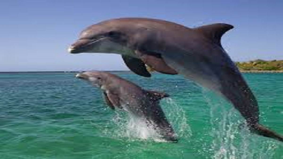 https://www.jagranimages.com/images/newimg/02092025/02_09_2025-dolphin_24033491.jpg
