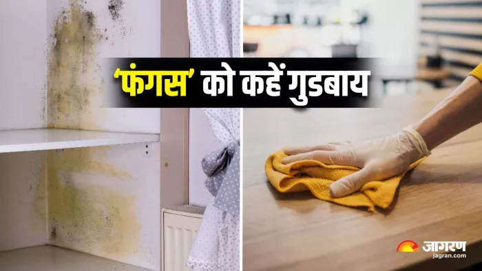 बारिश के मौसम में फंगस कर रहा है सामान खराब? (Image Source: Freepik)